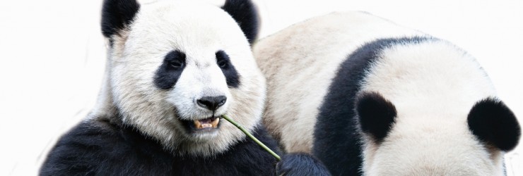 Google Launched the New Panda Update